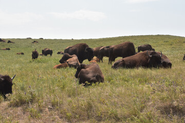 Buffalo resting in the warm sunshine on the prairie