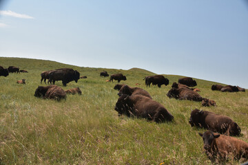 Buffalo resting in the warm sunshine on the prairie