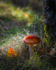 Red mushroom with blured backgroung, grows at Estrela mountains, Portugal