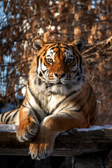 syberian tiger in the zoo