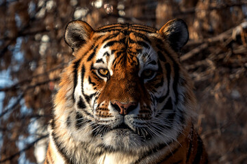 portrait of a syberian male tiger