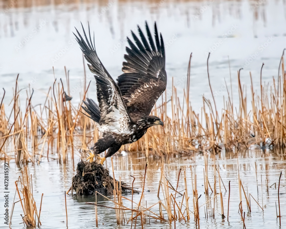 Wall mural Juvenile Bald Eagle leaving its land perch