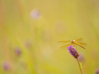 Darter dragonfly on prairie clover in prairie, Murphy-Hanrahan Regional Park, Minnesota (south of Minneapolis)