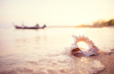 Fototapeta na wymiar Big sea shell in water on the sand beach.