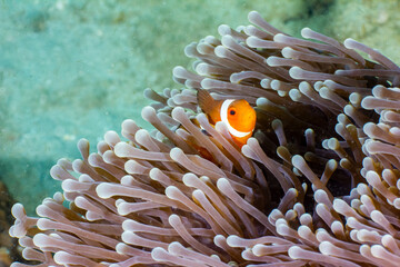 Fototapeta na wymiar Clown fish in Indonesia