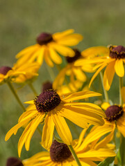 Diamond Grove Prairie Conservation Area, Diamond, Missouri