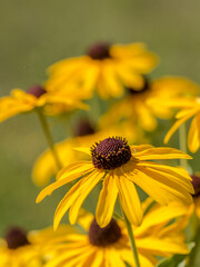 Diamond Grove Prairie Conservation Area, Diamond, Missouri
