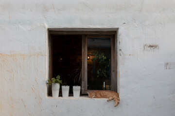 Fototapeta na wymiar The cat is sleeping in front of the window. Window surounded with flowers. 