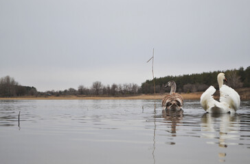 
Swans on the lake