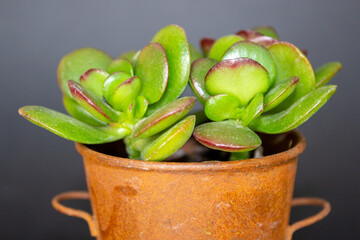 mini crassula plant in copper pot