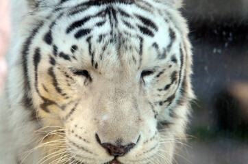 ホワイトタイガー