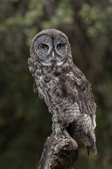 Great grey owl, Montana
