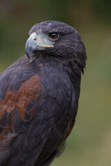 Harris's hawk, Montana