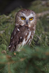 Northern saw-whet owl, Montana