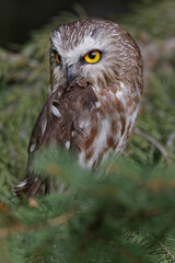 Northern saw-whet owl, Montana