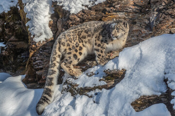 USA, Montana. Captive snow leopard in winter. © Danita Delimont