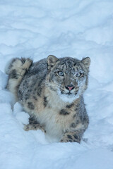 Obraz premium USA, Montana. Captive snow leopard in winter.