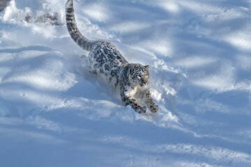 USA, Montana. Captive snow leopard in winter. - obrazy, fototapety, plakaty