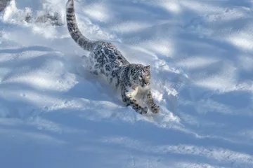  USA, Montana. Captive snow leopard in winter. © Danita Delimont