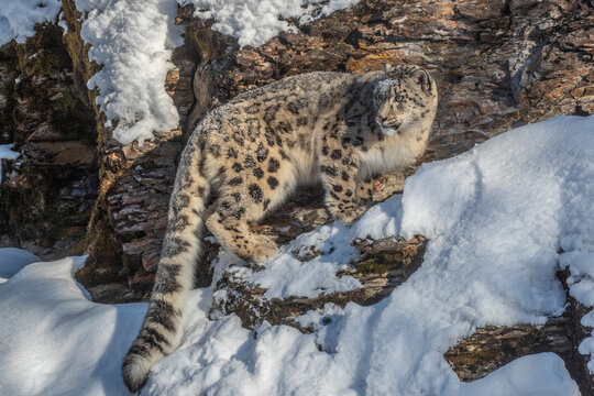 USA, Montana. Captive snow leopard in winter.