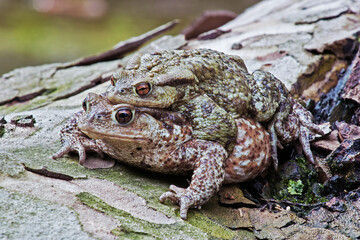 Obraz premium toads in mating