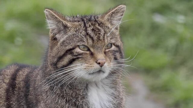 Scottish Wildcat in Slow Motion