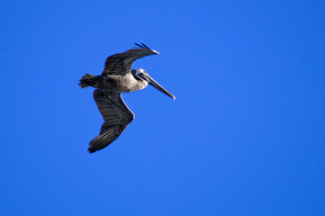 brown pelican gliding over Punta Cana Caribbean sea