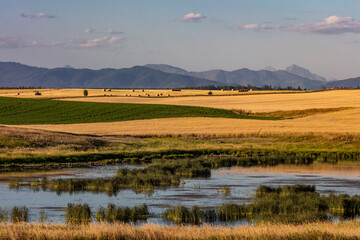 Wetlands provide critical bird habitat in the Flathead Valley, Montana, USA
