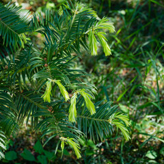 Chinese Torreya (Torreya grandis) new bright green foliage in spring Arboretum Park Southern Cultures in Sirius (Adler) Sochi. Close-up selective focuse leaves of Chinese Torreya.