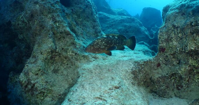 big grouper swim close with a big remora pilot fish swim together underwater goliath dusky grouper ocean scenery Epinephelus marginatus