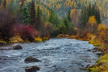 Autumn hues adorn Lolo Creek in the Lolo National Forest, Montana, USA