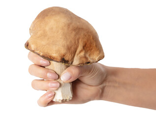 Obraz premium Boletus mushroom in hand isolated on white