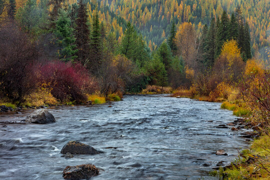 Autumn hues adorn Lolo Creek in the Lolo National Forest, Montana, USA