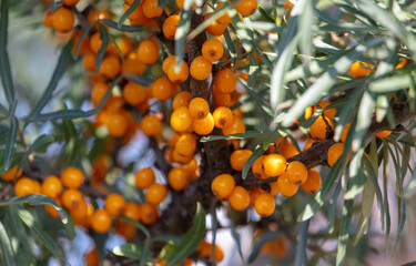 Yellow berries of sea buckthorn on the branches of a tree.