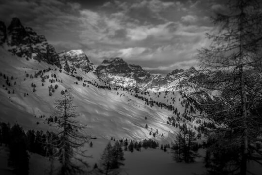 Black and white winter panorama with larch trees illuminated by sunlight and beautiful Dolomite peaks of Cadore region in the background. San Vito di Cadore, Dolomites, Italy. Tilt shift effect
