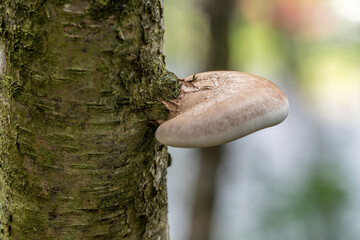 Shelf fungus (Fomes fomentarius). Bracket fungus. Fomes fomentarius growing on a tree. © Arild
