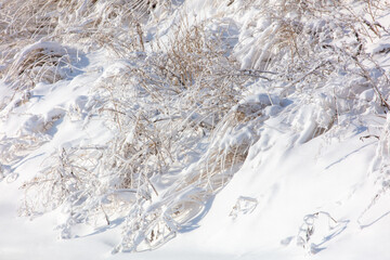 Grass in the snow-white snow