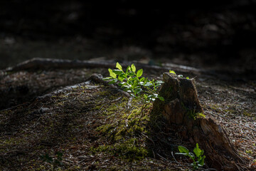Sunlight on a smal green plant next to an old tree stump covered with moss in the forest.