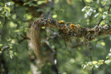 Moss hanging of a tree in the nature.