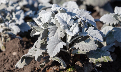 Plant with white leaves in the ground.