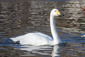 Portrait of a white swan in the lake.