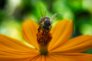Close-up image of a bee on an orange cosmos flower in the garden