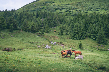 Herd of horses on mountains meadow.