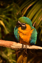 Blue and Yellow Macaw Bird Sitting on a Perch