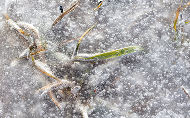 Grass frozen in ice as background.