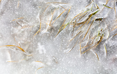 Grass frozen in ice as background.