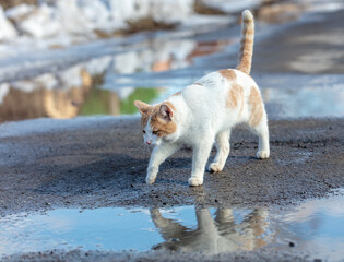 The cat walks along the road after the rain.