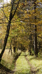 Obraz premium Chemin forestier