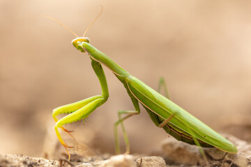 Portrait of a green praying mantis in nature.