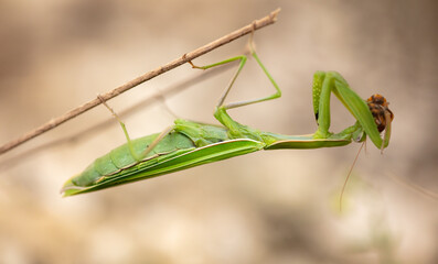 Praying mantis eats the Colorado potato beetle in nature.